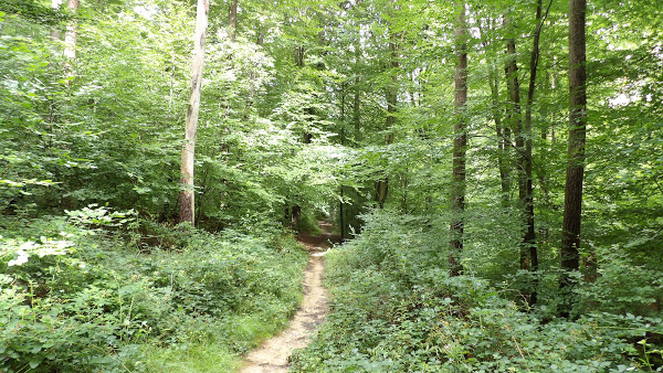 Stuttgart woods and forest